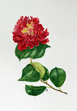 Heather Glenny watercolour painting Camellia 'Blood of China'