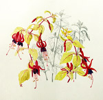 Fuchsia Genii