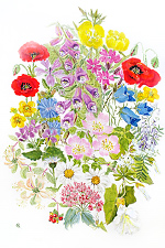 Wild flowers, painting by Heather Glenny