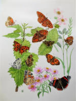 Butterflies watercolour painting