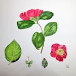 Camellia, watercolour painting