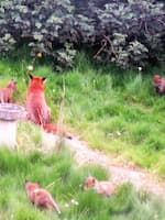 Fox and Cubs