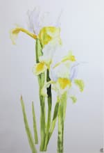 Irises watercolour painting