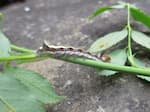 Grey Dagger Moth Caterpillar