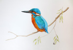 Kingfisher, watercolour painting