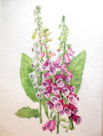 Foxgloves watercolour